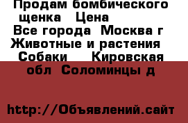 Продам бомбического щенка › Цена ­ 30 000 - Все города, Москва г. Животные и растения » Собаки   . Кировская обл.,Соломинцы д.